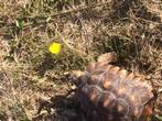 Rehomed...Sulcata : Male approx 6 years old (Claude)